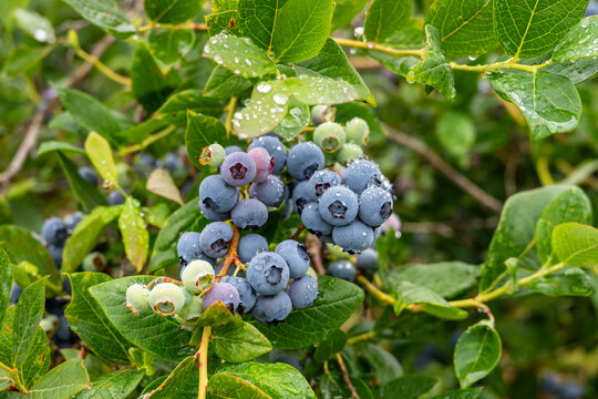 Closeup Duke variety blueberry bush with ripe and tasty berries growing on it, small family u-pick farm, wet with raindrops, Carnation, Washington, Pacific Northwest

