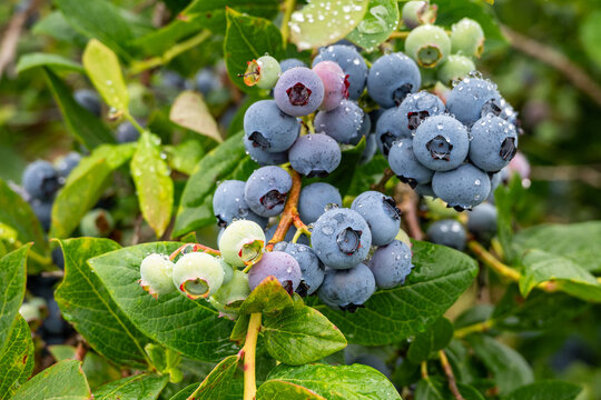 Closeup Duke variety blueberry bush with ripe and tasty berries growing on it, small family u-pick farm, wet with raindrops, Carnation, Washington, Pacific Northwest
