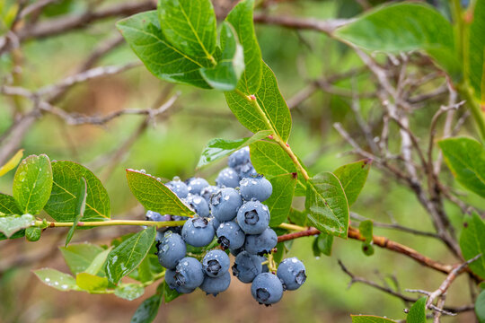 Closeup Duke variety blueberry bush with ripe and tasty berries growing on it, small family u-pick farm, wet with raindrops, Carnation, Washington, Pacific Northwest
