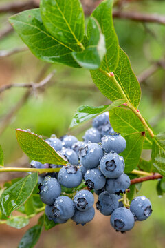 Closeup Duke variety blueberry bush with ripe and tasty berries growing on it, small family u-pick farm, wet with raindrops, Carnation, Washington, Pacific Northwest
