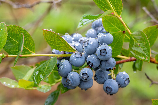 Closeup Duke variety blueberry bush with ripe and tasty berries growing on it, small family u-pick farm, wet with raindrops, Carnation, Washington, Pacific Northwest
