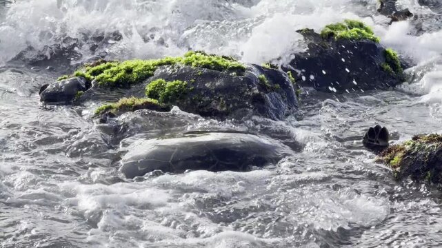 A green sea turtle (Chelonia mydas) is eating sea lettuce (Ulva lactuca). Laniakea Beach, Honolulu, North Shore of Oahu island, Hawaii. 