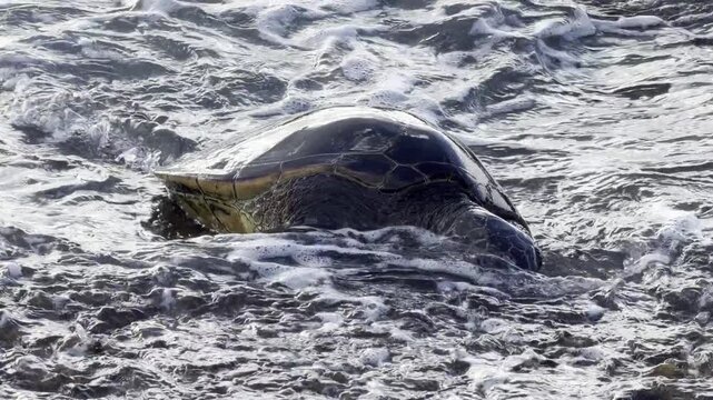 A green sea turtle (Chelonia mydas) is eating sea lettuce (Ulva lactuca). Laniakea Beach, Honolulu, North Shore of Oahu island, Hawaii. 
