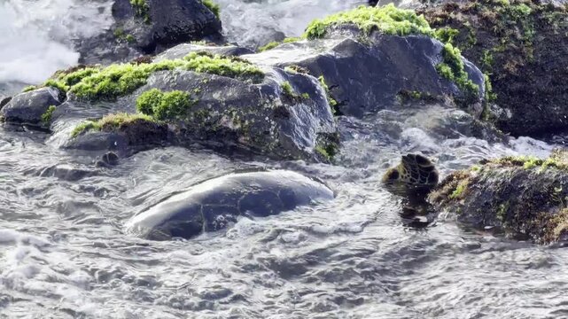 A green sea turtle (Chelonia mydas) is eating sea lettuce (Ulva lactuca). Laniakea Beach, Honolulu, North Shore of Oahu island, Hawaii. 