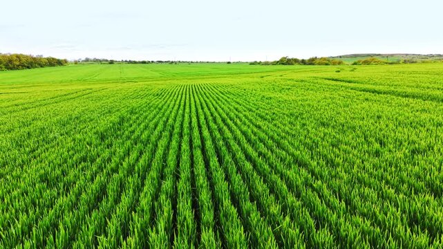 Rows of green wheat crop stretching toward horizon. Straight planting lines lead to distant trees and hazy hills under a pale sky.