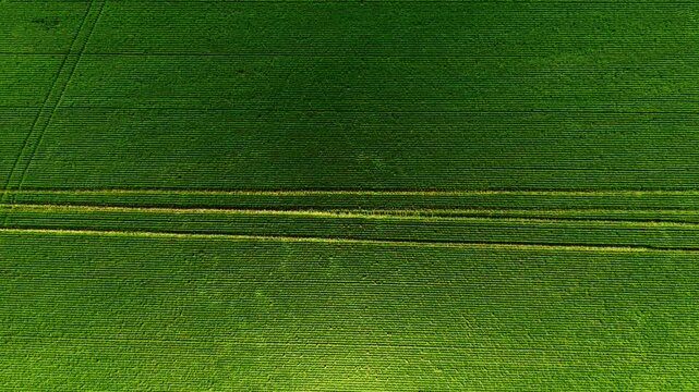 Aerial texture of green crop field. Overhead view of tractor tracks crossing rows of young grain in varying shades of green.