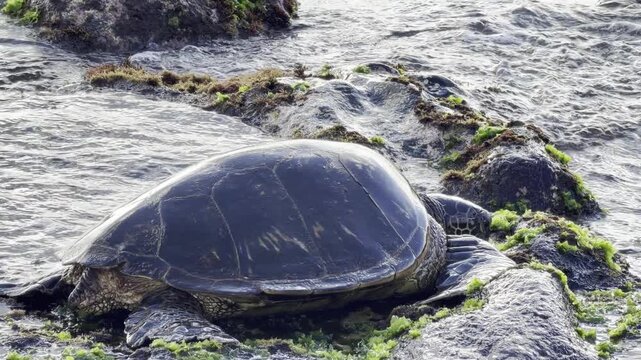 A green sea turtle (Chelonia mydas) is eating sea lettuce (Ulva lactuca). Laniakea Beach, Honolulu, North Shore of Oahu island, Hawaii. 