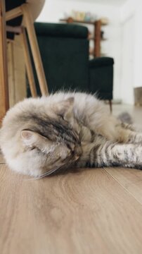 Playful fluffy grey tabby cat lying on the wooden floor. The cute pet hunts for a string and then looks at the camera in the living room