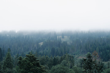 Forest Covered by Morning Fog © Monika