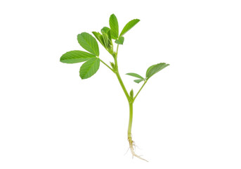 Fototapeta premium Small green soybean plant seedling with roots growing in a natural organic farm field soil