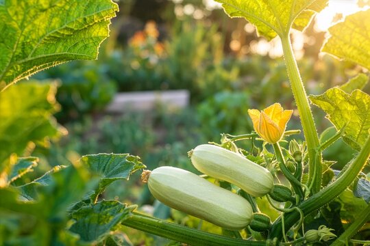 Young zucchini growing on plant in sunny summer vegetable garden