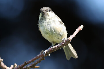 Great Tit Juvenile On A Branch - 241F7435 © Hizglebe