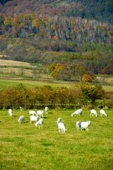 Obraz premium A peaceful herd of white goats grazing in autumn pastoral landscape