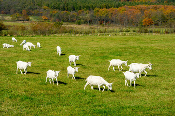 Fototapeta premium White goats grazing peacefully in a lush green pasture on a farm