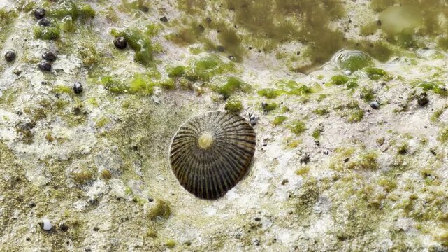 Cellana exarata, common name the black-foot ʻopihi and Hawaiian blackfoot[1] is a species of edible true limpet. Laniakea Beach, Honolulu, North Shore of Oahu island, Hawaii. Beachrock
