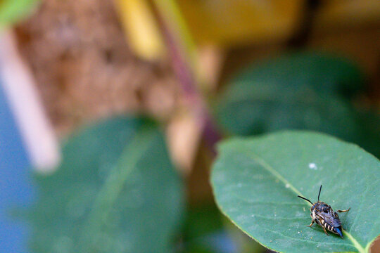 Sharp tail bee, a kleptoparasitic or cuckoo insect, waiting near a bee hotel for an opportunity to lay egg inside host leaf cutter bee nest