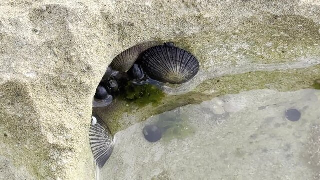 Cellana exarata, common name the black-foot ʻopihi and Hawaiian blackfoot[1] is a species of edible true limpet. Laniakea Beach, Honolulu, North Shore of Oahu island, Hawaii. Beachrock