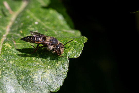 Sharp tail bee, a kleptoparasitic or cuckoo insect. Females use their pointed abdomens to pierce the nests of leafcutter bees and lay their eggs. 