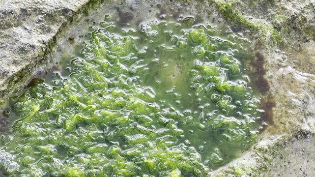 Laniakea Beach, Honolulu, North Shore of Oahu island, Hawaii. Beachrock. Ulva lactuca, also known by the common name sea lettuce, is an edible green alga in the family Ulvaceae.