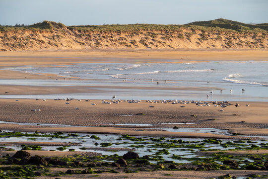 Gulls on the shore at Fraserburgh Beach, Scotland