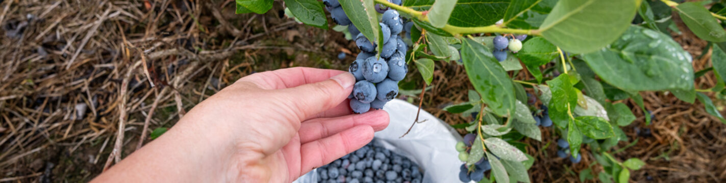 Caucasian woman&rsquo;s hand picking ripe Duke variety blueberries from a wet bush in a small family u-pick farm, Carnation, Washington, Pacific Northwest
