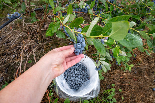 Caucasian woman&rsquo;s hand picking ripe Duke variety blueberries from a wet bush in a small family u-pick farm, Carnation, Washington, Pacific Northwest
