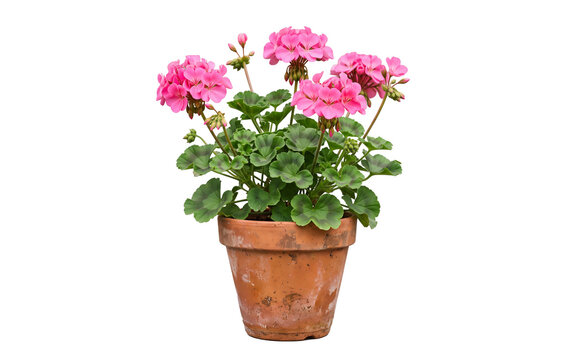 Blooming pink geranium in terracotta pot isolated, flowering potted plant garden design element on white and transparent background