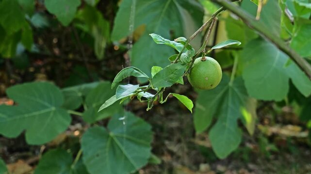 Citruses