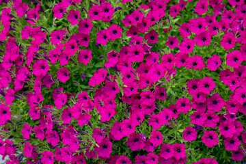 Selective focus of violet purple of Surfinia or Petunia flowers with green leaves, Calibrachoa (Million bells) is a genus of plants in the Solanaceae family, Subfamily Petunioideae, Natural background
