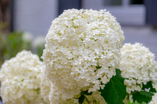 Selective focus bushes of Hydrangea Arborescens flower in the garden, White hortensia or Smooth hydrangea is a species of flowering plant in the family Hydrangeaceae, Natural floral pattern background