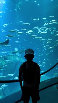 Silhouette of a young boy looking at fish and stingrays swimming in a large aquarium tank