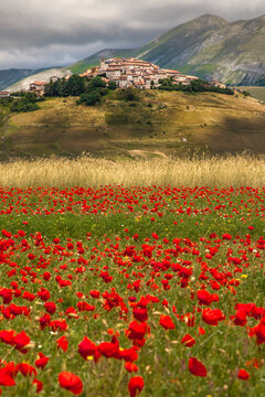 A vibrant field of blooming red poppies leads the eye toward a rustic hilltop village nestled within rolling mountains. The rural scenery is under a cloudy spring sky.