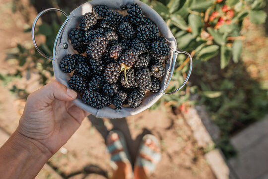 Person holding small metal colander filled with ripe blackberries above sunlit garden path, viewed from overhead, showing fresh harvest, hand, arm, glossy fruit, warm natural outdoor light