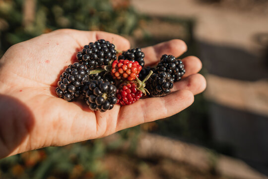 Hand holding fresh blackberries with one red unripe berry in sunny garden, close view of glossy fruit, textured drupelets, stems, and blurred green background, with blackberry, hand, berry, fruit
