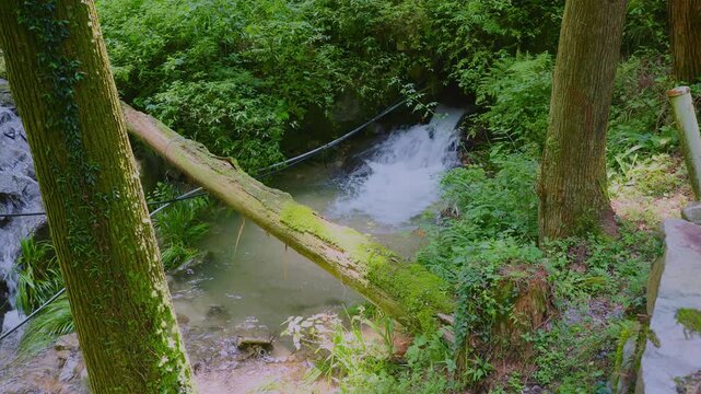 日本の森で苔むした倒木の奥を激しく流れ落ちる小さな滝