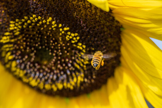 Honey bee flying over yellow sunflower gathering pollen with blurred petals.