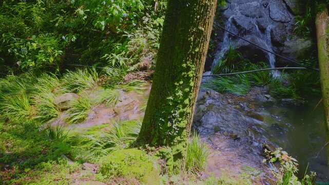 苔むした大木と鮮やかな水草の側を流れる透明な森の清流