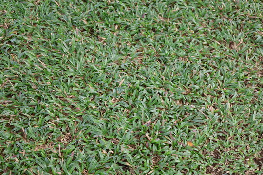 Grass resilient tropical groundcover
