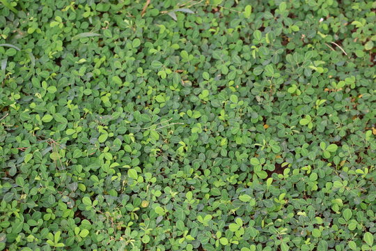 Grona triflora foliage, resilient tropical groundcover with trifoliate leaves for forage and erosion