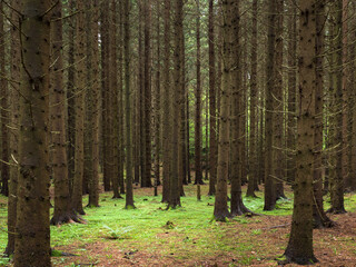 Dense dark pine forest with straight trunks and a bright green mossy floor. © rizki.io_