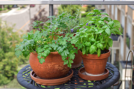 Eye-level shot of terracotta pots with fresh parsley, basil and lavender on black metal table on balcony with neighborhood view