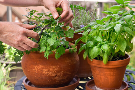 Close-up side view showing senior hands using scissors to harvest fresh parsley from terracotta pot with basil plant nearby on balcony