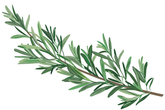 Rosemary branch isolated