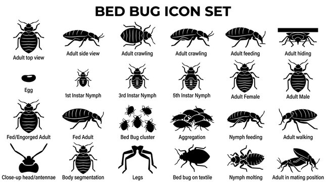Bed Bug Vector Icon Set Showing Life Cycle, Feeding Behavior and Scientific Identification