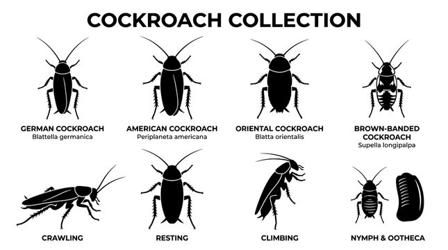 Cockroach Collection Vector Icon Set with Minimal Black Silhouette Scientific Entomology Style