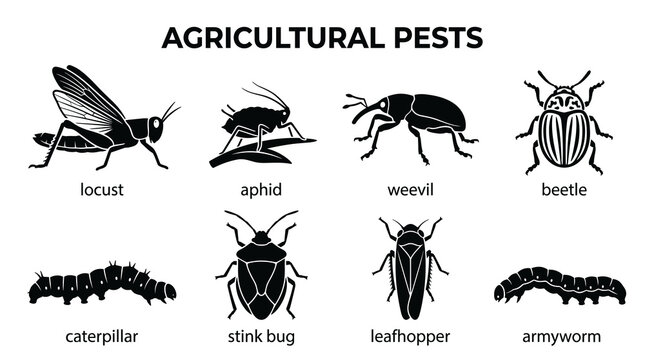 Agricultural Crop Pest Insects Vector Icon Collection in Minimal Black and Gray Flat Silhouette Style