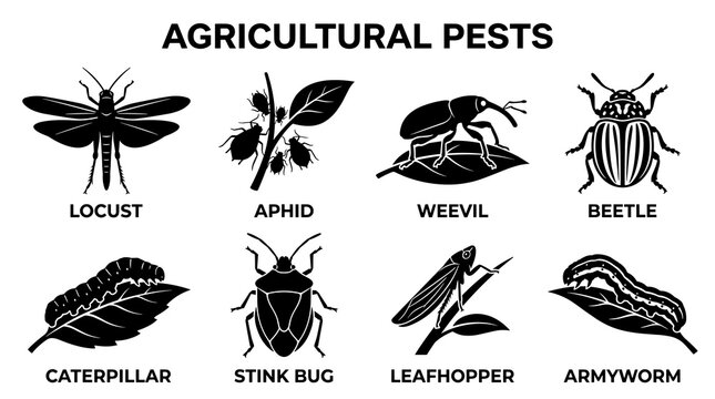 Agricultural Pest Insects Vector Silhouette Icon Set with Minimal Scientific Flat Design