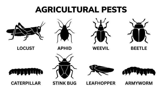 Agricultural Pest Insects Vector Icon Set in Minimal Black Monochrome Flat Silhouette Style