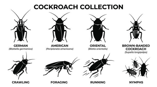 Cockroach Collection Vector Icon Set with Minimal Black Silhouette Scientific Illustration
