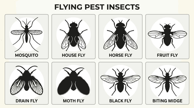 Minimal Flying Pest Insects Vector Icon Collection in Black and Gray Flat Monochrome Style